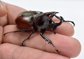 Rhinoceros beetle, Hercules beetle, Unicorn beetle, horn beetle, male in gentle hand on white background