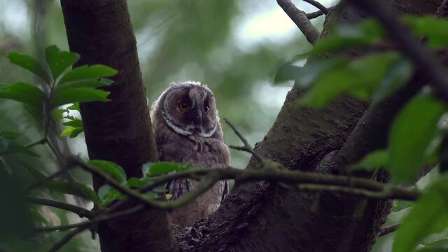 Close up of young long eared owl (Asio otus) taking off from dense branch deep in crown. Wildlife tranquil portrait footage of bird in natural habitat background