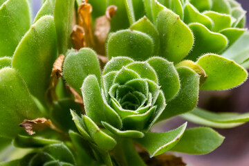 The Aeonium Arboreum aka Tree Arboreum plant