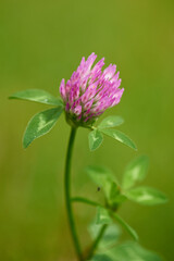 Bl&uuml;ten des Wiesenklee	