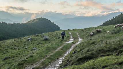 Fototapeta na wymiar sheppard with sheep at dusk