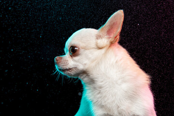 Chihuahua dog is posing. Cute playful white creme doggy or pet posing isolated on black background. Concept of motion, action, movement, pets love. Looks happy, delighted, funny. Half-length image.