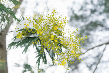 Fototapeta na wymiar Mimosa jaune sous la neige