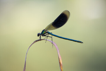 Beautiful damselfly Calopteryx splendens   on a blade of grass in the river