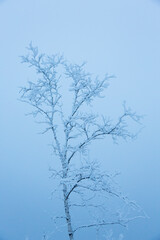 Abisko, Sweden. Hoar frost on a bare tree during the Arctic winter.