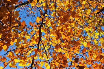 Colourful autumn leaves against a blue sky.