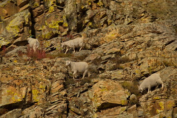 Russia. mountain Altai. A herd of goats graze on steep rocks near the village of Maly Yabogan.