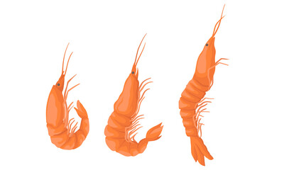 Cooked Shrimp or Prawn as Crustaceans Seafood Vector Set