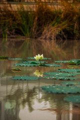 Close-up natural background view of colorful flowers (lotus) in sunlight and naturally wilted leaves.