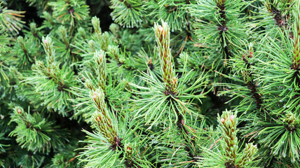 green pine needles