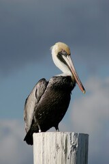 A Brown Pelican, Pelecanus occidentalis, perched on top of a pier piling in the Florida Keys