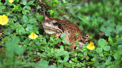 frog in the grass