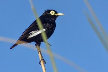 blackbird