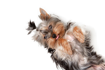 Little Yorkshire terrier dog is playing. Cute playful doggy or pet isolated on white studio background. Concept of motion, movement, pets love. Looks happy, delighted, funny. Copyspace for ad.