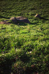 Wild grass and stones texture