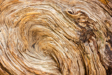 Tree rings on a cross section of a cut tree