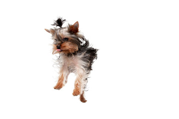 Jumping. Little Yorkshire terrier dog is playing. Cute playful doggy or pet isolated on white studio background. Concept of motion, movement, pets love. Looks happy, delighted, funny. Copyspace for ad