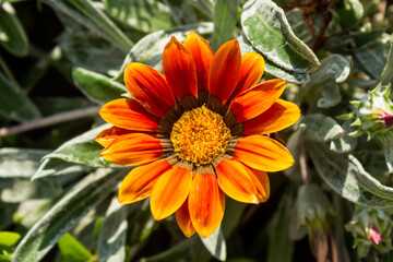 Gazania Regens flowers in bloom