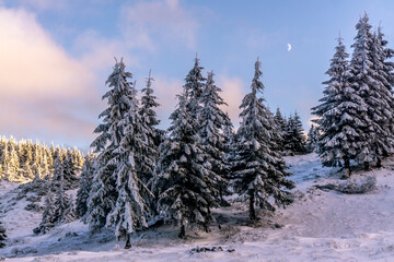 Obraz premium Sunset over the snowy forest