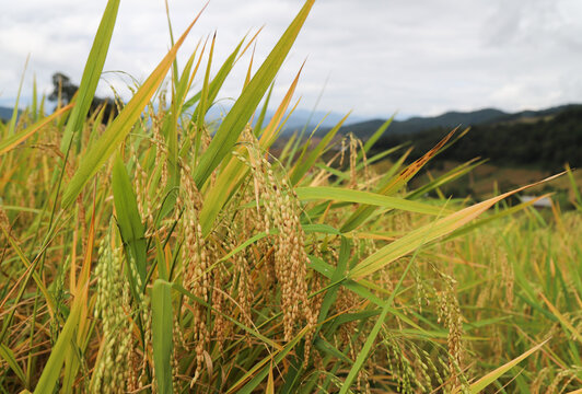 Closeup of golden ripe rices.