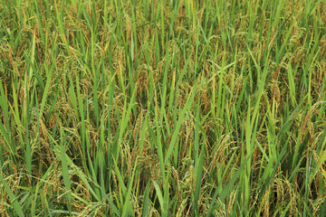 Scenery of ripe rice.