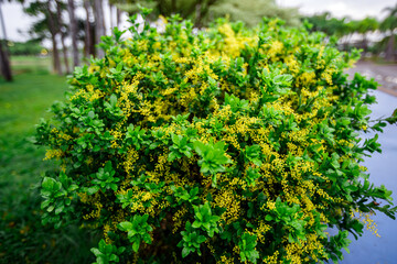 The blurred abstract background of the park's various vegetation, beautifully decorated gardens, relaxing from work and surrounded by green nature, refreshing during the day.