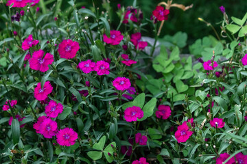 Dianthus Barbatus flowers blooming in a garden