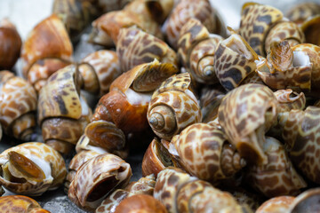 Many shellfish is selling in fish market, freshness seafood. Close-up and selective focus at the center part of photo.