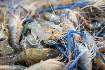 Group of fresh shrimp or prawn which is selling at fish market. Seafood photo, selective focus at the center part.