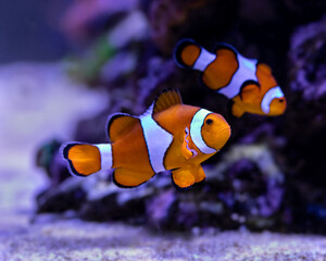 Clownfish (Amphiprion ocellaris) in Reef