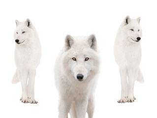 Naklejka na ściany i meble Polar white wolfs in the snow isolated on white background.
