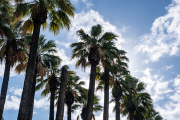 Palm trees against blue sky background. Sunny day