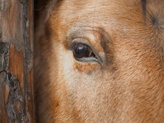 Eye of a red horse close up