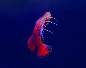 Linespot Flasher Wrasse (Paracheilinus lineopunctatus)