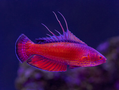 Linespot Flasher Wrasse (Paracheilinus lineopunctatus)