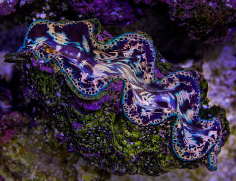 Tridacna crocea Clam, Reef invertabrate