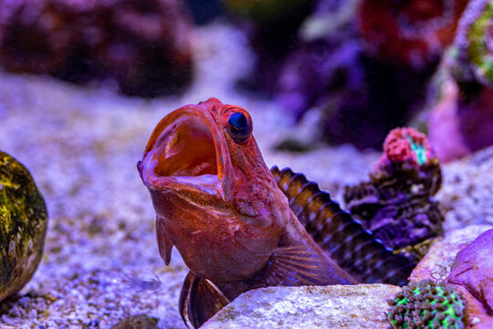 Red Headed Jawfish (opistognathus rufilineatus)
