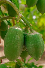 Carica papaya tree, green unripe  papaya fruits , close view