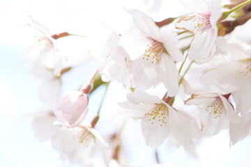 Naklejka premium 日本の桜