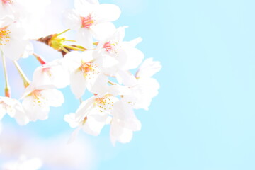 日本の桜と青空