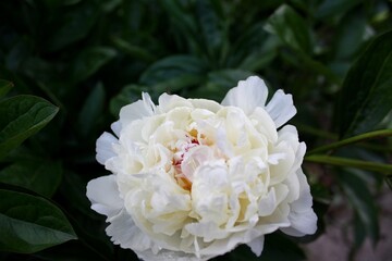 Blossoming white peony in the garden