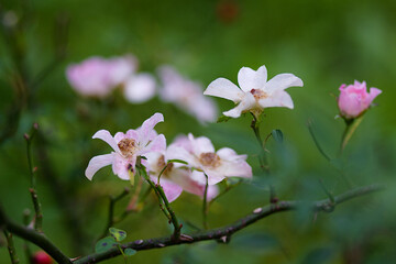 pink and white flowers