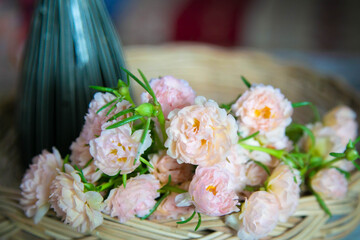 moss rose, portulaca grandiflora, japanese rose, sun plant.	