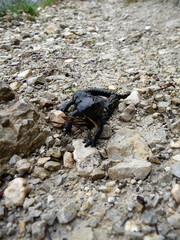 Alpine salamander (Salamandra altra) in high mountains