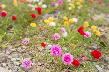 moss rose, portulaca grandiflora, japanese rose, sun plant.