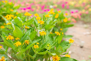 Beautiful yellow flowers on green natural background.