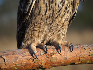 Claws of an owl close-up in nature