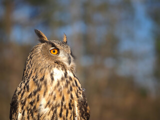 Close-up portrait of an owl head against a blue sky