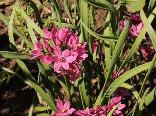 Allium oreophilum a flowering herb in the organic garden. Common name pink lily leek. Fresh kitchen herbs.Food concept.