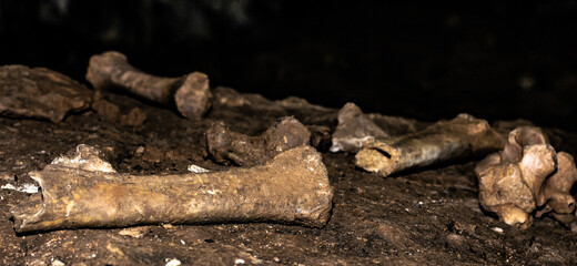 Ancient cave lion bones in a cave